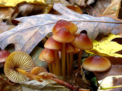 Mycena atkinsoniana, by Dan Molter