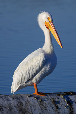 American white pelican