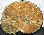Prionocyclus wyomingensis (fossil ammonite) (Frontier Formation, Upper Cretaceous, ~92 Ma; Wyoming, USA)