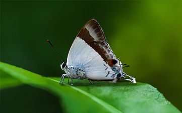 Ventral view