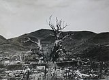The devastated Sannō camphor trees, 1945