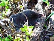Black mole