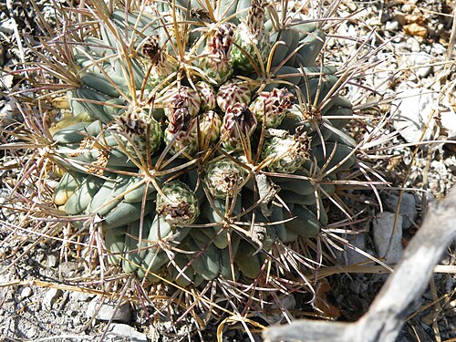 Plant growing near Las Tablas, San Luis Potosi