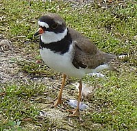 Semipalmated Plover (breeding plumage)
