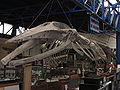 Whale skeleton