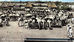Postcard featuring camels in El-Obeid (1966)