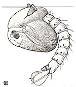 A. maculipennis pupa, breathing at the surface