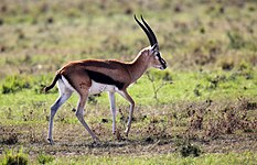 Thomson's gazelle (Eudorcas thomsonii)