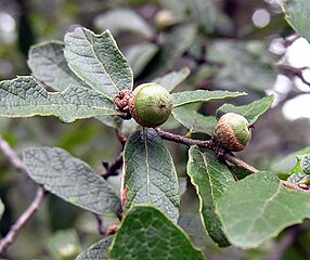 Quercus castanea leaves and acorns