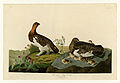 191. Willow Grous or Large Ptarmigan