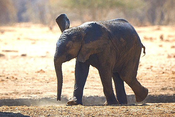 African bush elephant (loxodonta africana) baby trying to run after mud bath in waterhole near Namutoni, Etosha National Park, Namibia. Actually, elephants do not have a gait for running, but babies don't know yet.