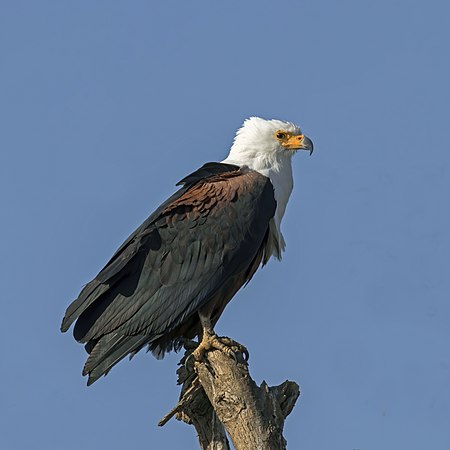 吼海雕（Haliaeetus vocifer）。摄于埃塞俄比亚兹怀湖。