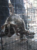 caged Nycticebus at an animal market