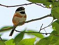 Perching on a branch