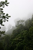 The Cloud Forest of Santiago Comaltepec is some of the best conserved in the world