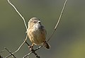 Common babbler T. c. caudata at Khijadiya Bird Sanctuary, Gujarat, India