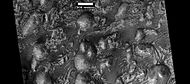 高分辨率成像科学设备所看到前几幅图像中的顶部，黑色部分为玄武岩砂。