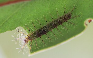 Larva