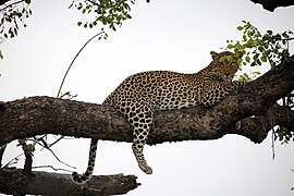 Leopard in a tree