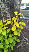 亮绿色的栽培种——金黄红苞喜林芋（Philodendron erubescens 'Gold'）