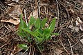 Single, basal rosette of Spring foliage