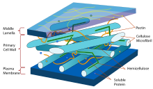 Graphic showing the different layers of the cell wall