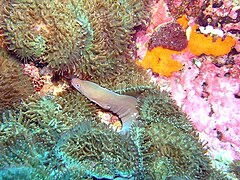 White ribbon eel (Pseudechidna brummeri)