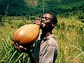 Image 2Palm wine is collected, fermented and stored in calabashes in Bandundu Province, Democratic Republic of the Congo. (from List of alcoholic drinks)