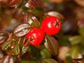 Close-up on berries of Cotoneaster dammeri in Winter