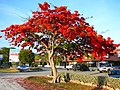Image 27Royal Poinciana tree in full bloom in the Florida Keys, an indication of South Florida's tropical climate (from Geography of Florida)