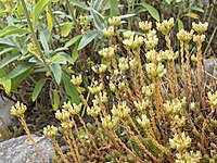 Sedum ochroleucum