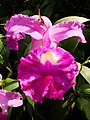 Sobralia macrantha