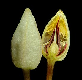 Macrophotography of flower (closed)