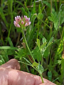 Colour photo of a Notchleaf Clover (Trifolium bifidum). it has small hairs on the stem and small pink flowers