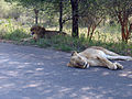 Two lionesses having a break after an unsuccessful hunt in Kruger National Park