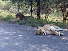 兩個母獅捕獵未果後在休息