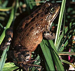 Oregon spotted frog