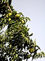 West Jerusalem Independence Park Osage Orange.jpg