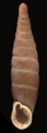 长锥形的Bulgarica denticulata（英语：Bulgarica denticulata）