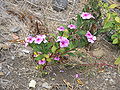 Catharanthus roseus