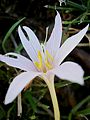 Colchicum alpinum nibbled by caterpillar or snail