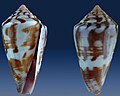 Conus lischkeanus Weinkauff, H.C., 1875