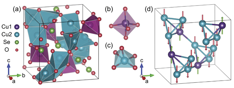 (a) Crystal structure of Cu2OSeO3 consisting of (b) Cu1 bipyramids and (c) Cu2 distorted square-based pyramids. Bonds to Se ions are omitted for clarity. (d) The ferrimagnetic structure of Cu2OSeO3 with spins (green arrows) on Cu1 site antiparallel to the spins (red arrows) on Cu2 sites.