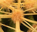 Close-up of the Echinocactus grusonii areole