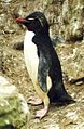 Rockhopper penguin