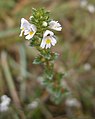 Euphrasia nemorosa