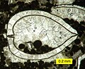 Thin section of a biopelsparite showing a geopetal structure consisting of peloid sediment and sparry calcite cement in a recrystallized bivalve shell; Bird Spring Formation (Carboniferous) of southern Nevada, USA.