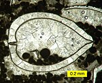 Recrystallized bivalve shell with sparry calcite from Bird Spring Formation