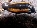 Unidentified land planarian from the Valdivian Rainforest in southern Chile.