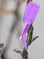 Closeup flower